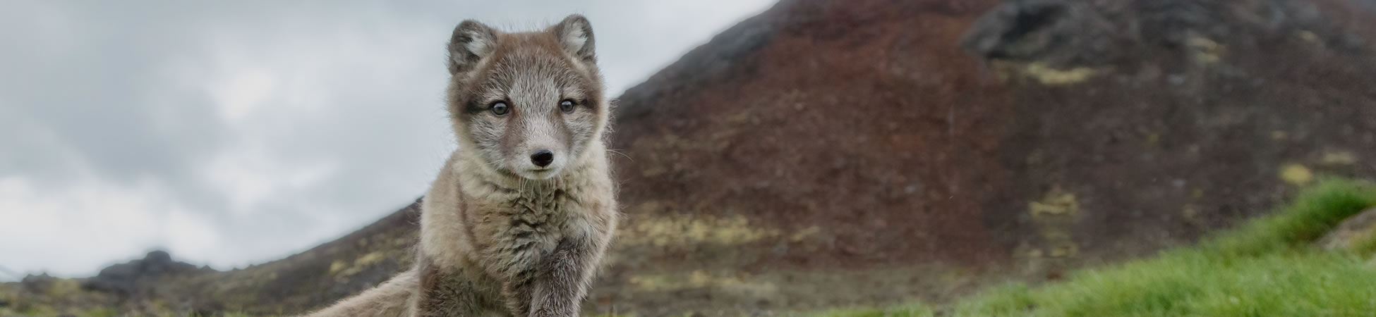 Icelandic Wildlife